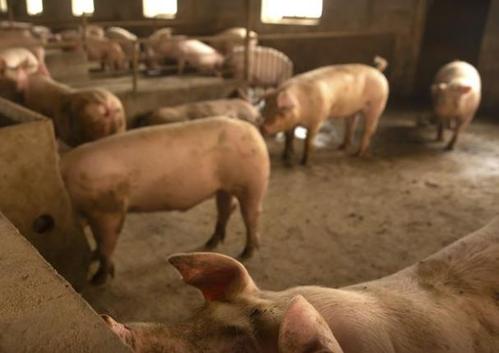加拿大猪肉加工厂爆发疫情,自愿停止向中国出口